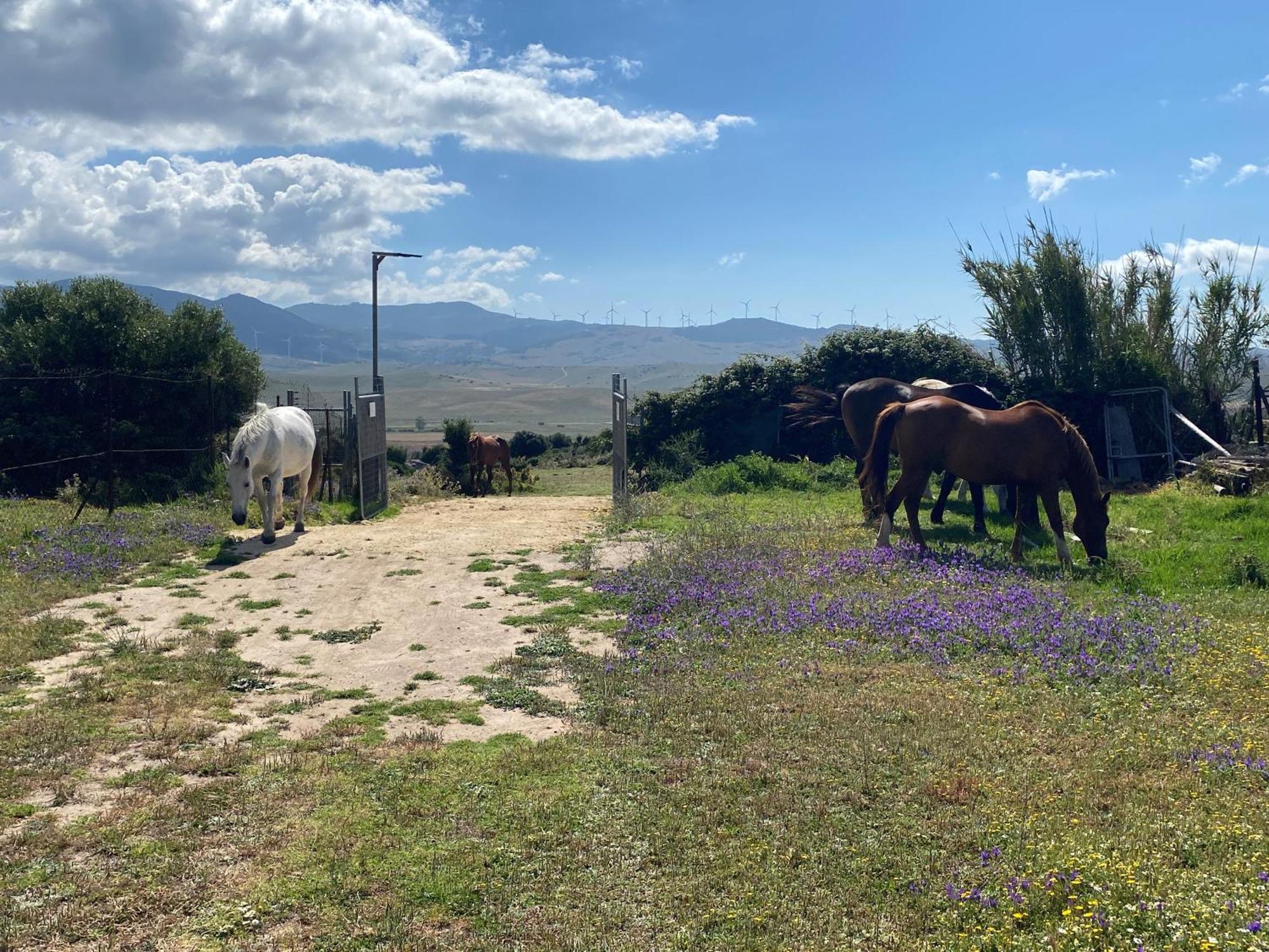 Rustic Cabin Tarifa 4 Guests 10 Minutes To Beach Bagian luar foto